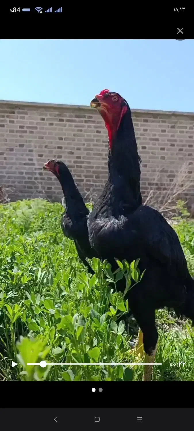 مرغ خروس جوجه لاری اوشامو تخم نطفه دار|حیوانات مزرعه|تبریز, |دیوار