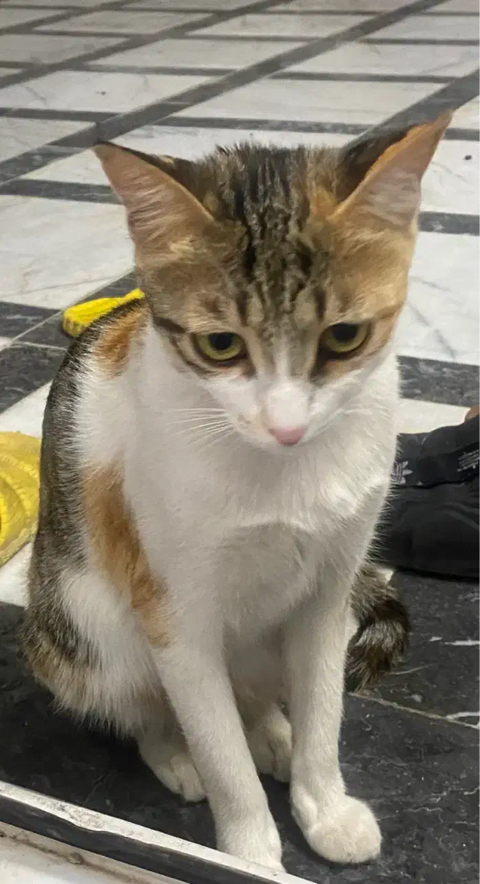 واگذاری گربه رایگان|گربه|نسیمشهر, |دیوار