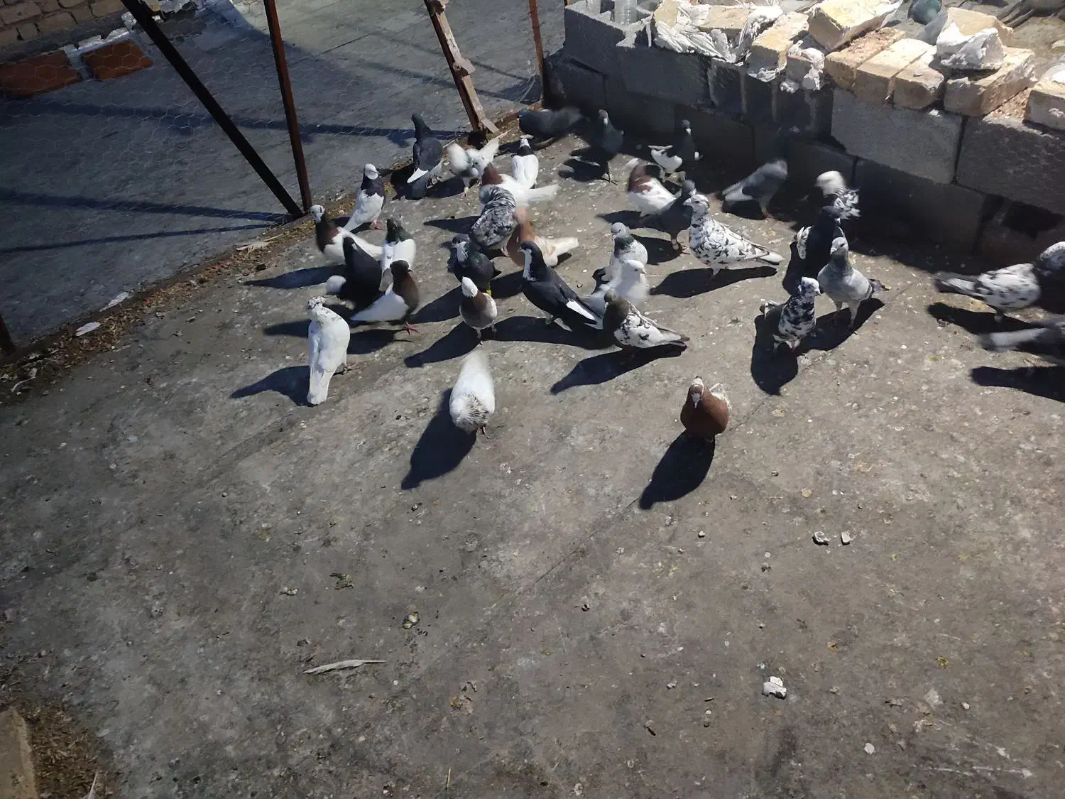 کفتر پرشی|پرنده|مرودشت, استادیوم‎|دیوار