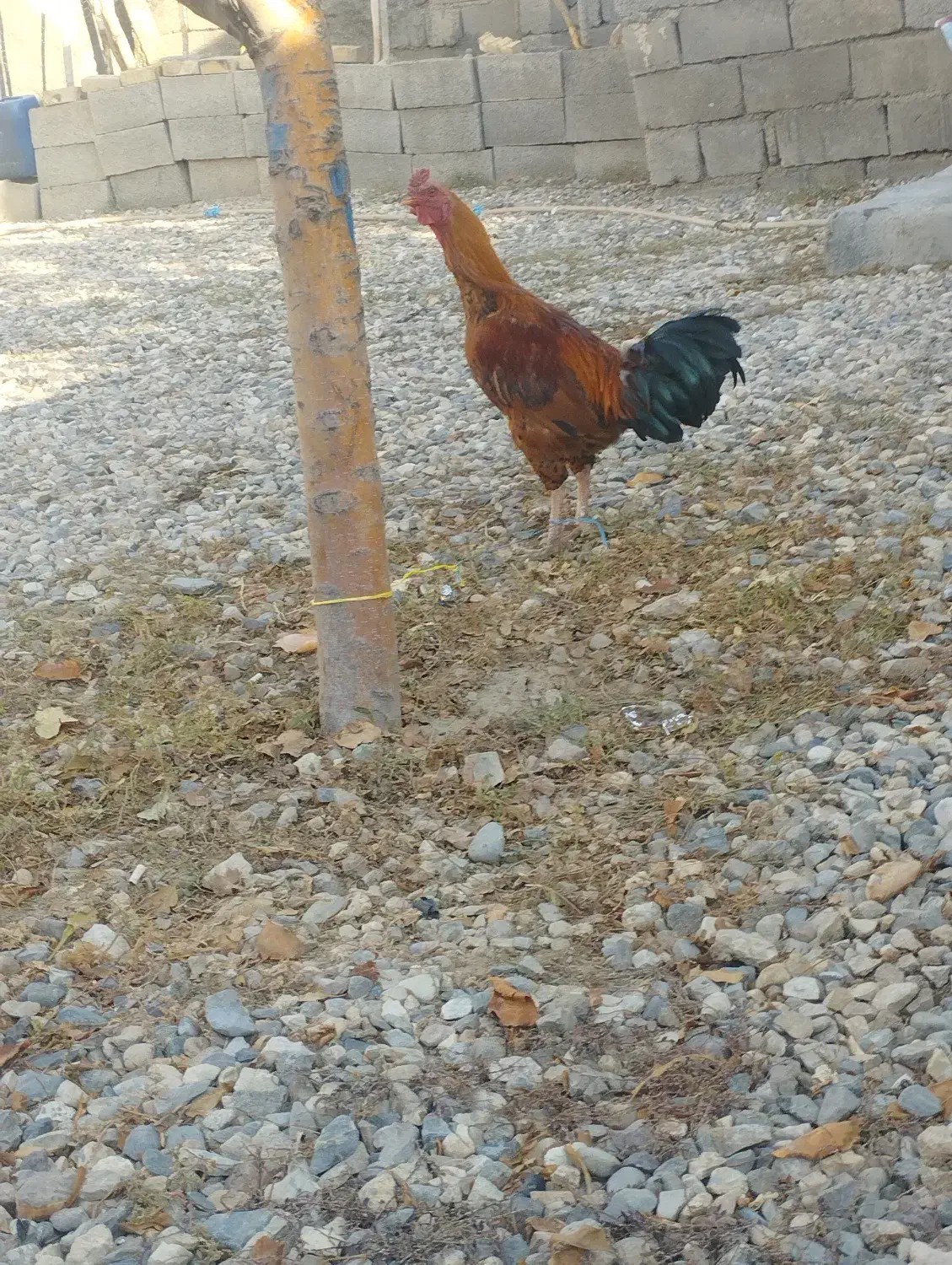 خروس|حیوانات|ماهنشان, |دیوار