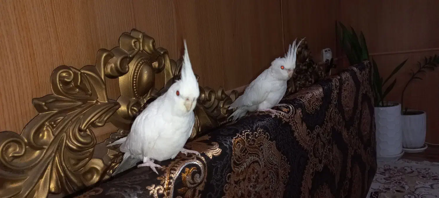 عروس هلندی|پرنده|اهواز, کمپلو شمالی|دیوار