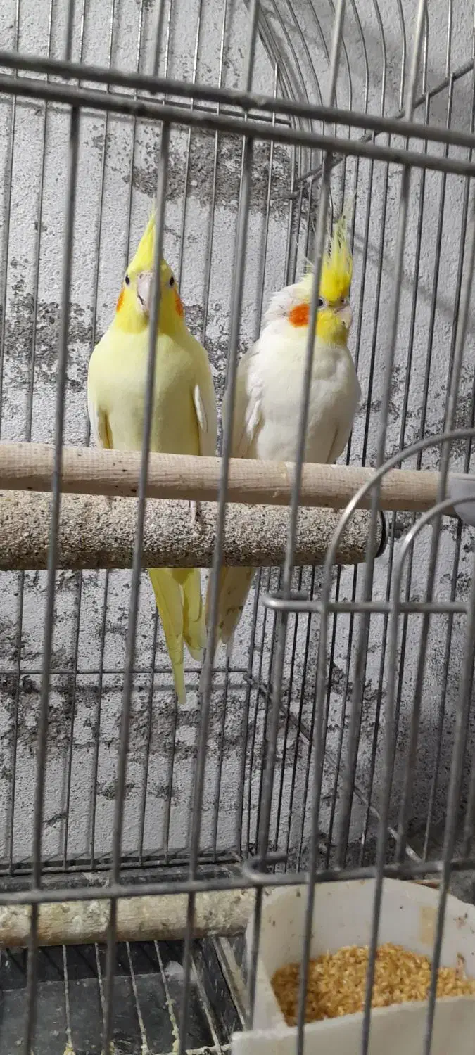 یک جفت طوطی عروس بالغ|پرنده|ساری, |دیوار