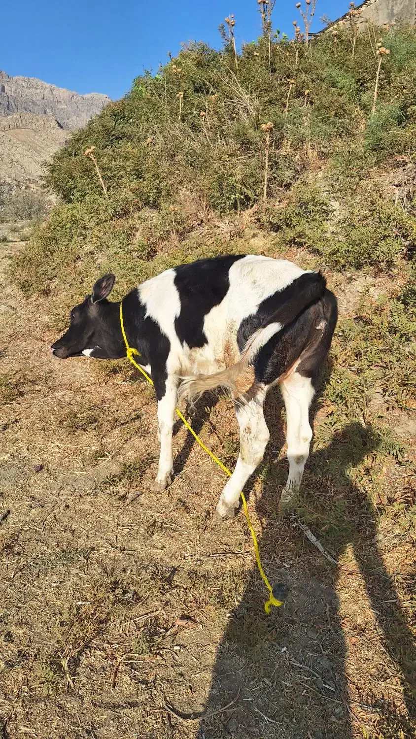 گوساله هلشتاین|حیوانات مزرعه|خرمآباد, |دیوار