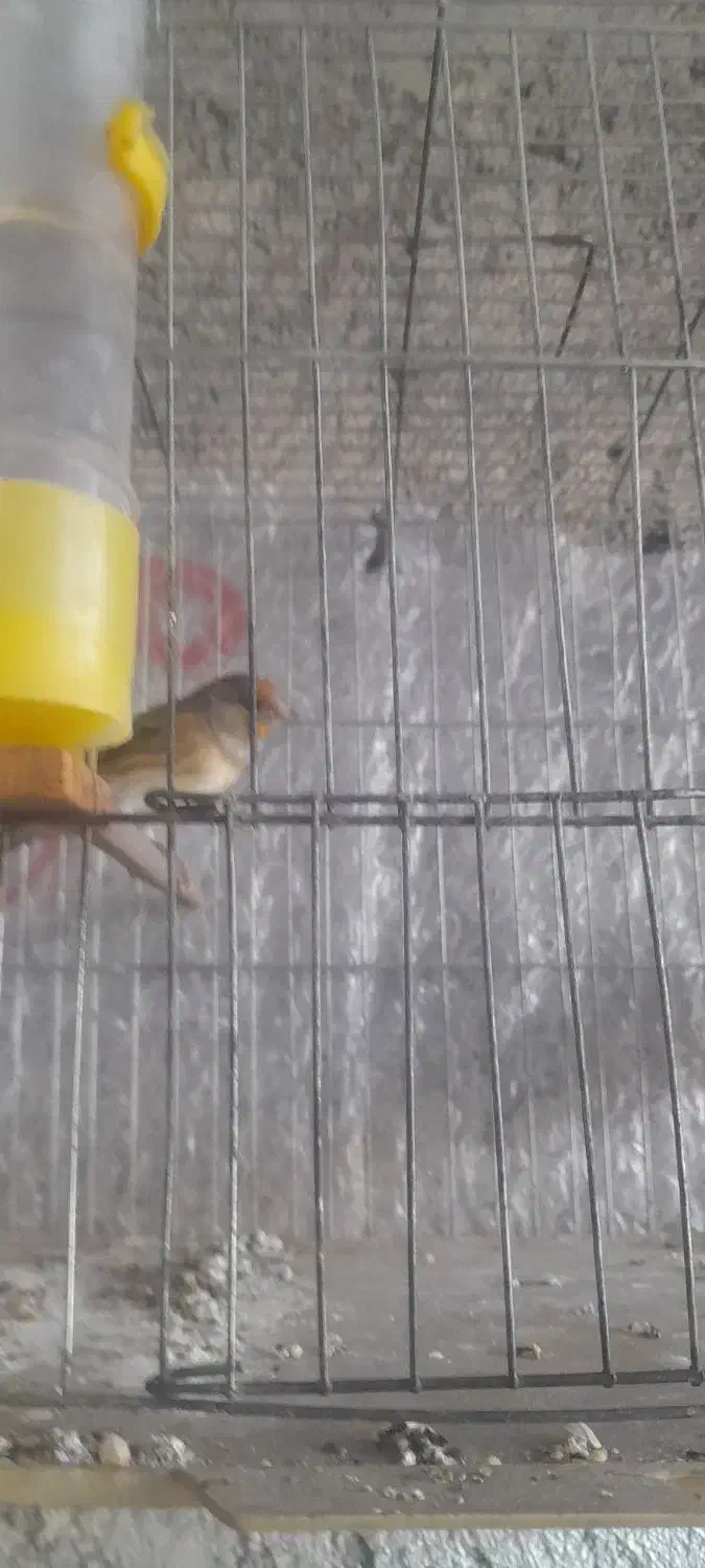 سهره قناری|پرنده|اردبیل, |دیوار