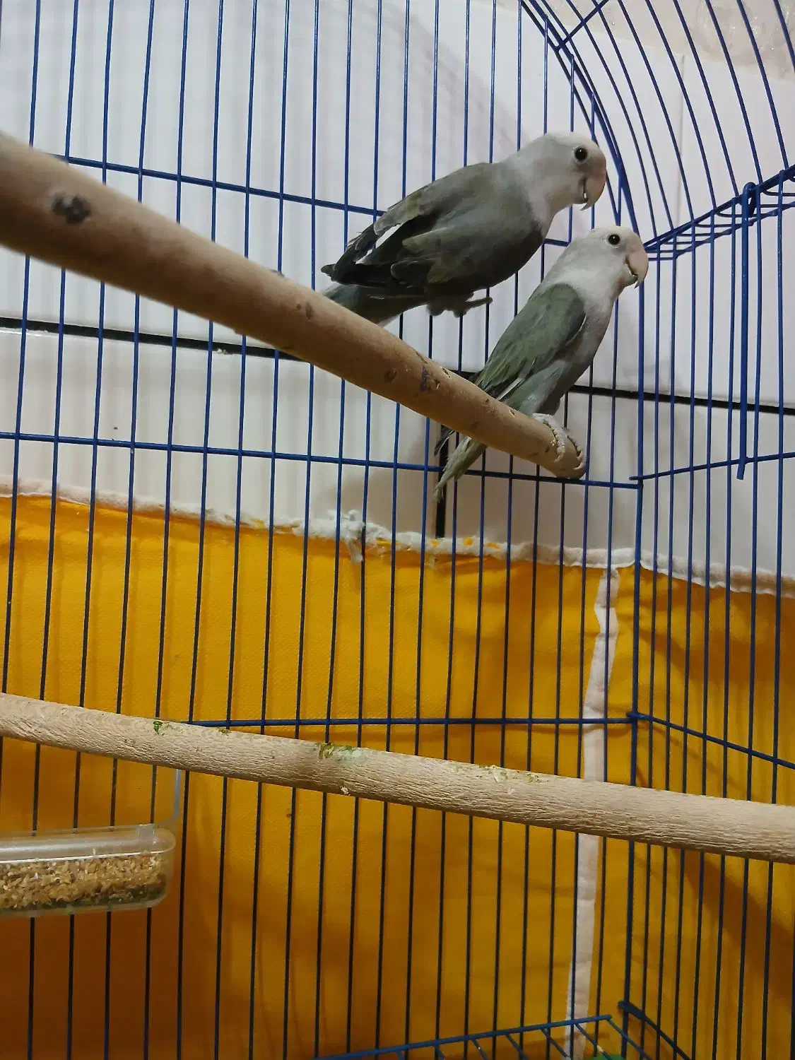 کوتوله دستی|پرنده|مبارکه, |دیوار