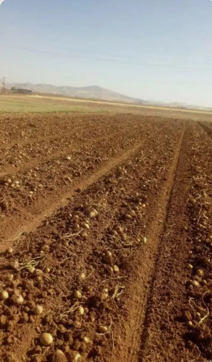 فروش زمین به متراژ بیستو پنج هزار متر|فروش زمین و ملک کلنگی|سلطانیه, |دیوار