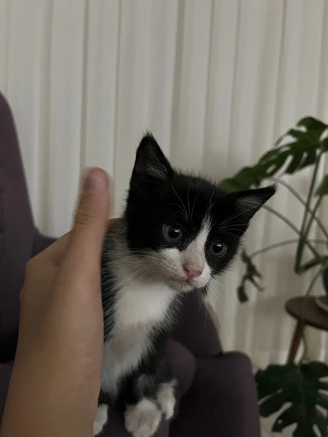 واگذاری بچه گربه|گربه|کرمان, |دیوار