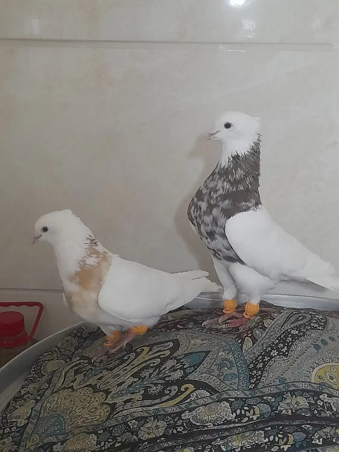 کبوتر|پرنده|رشت, یخسازی|دیوار