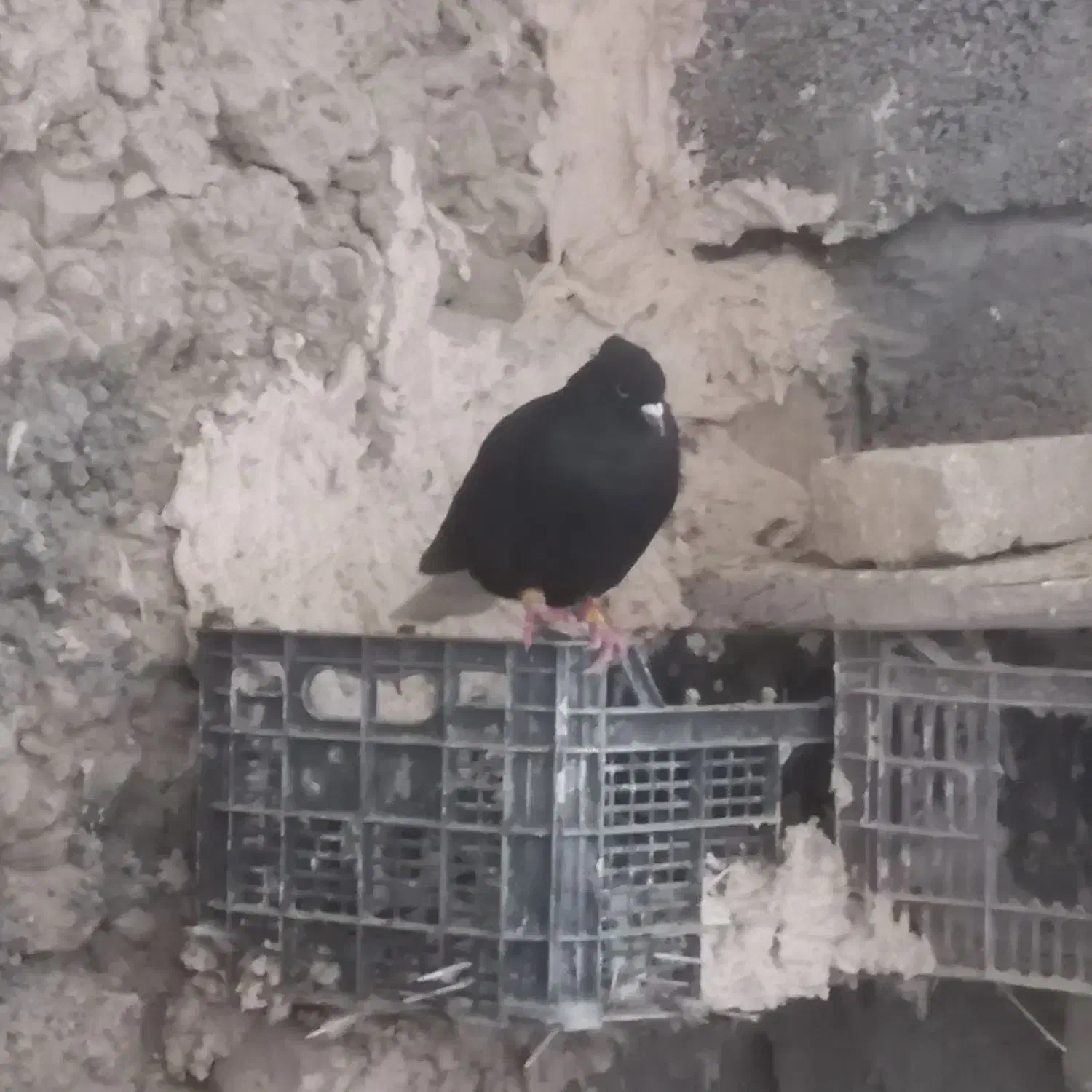 کبوتر رنگی|پرنده|اسفراین, |دیوار