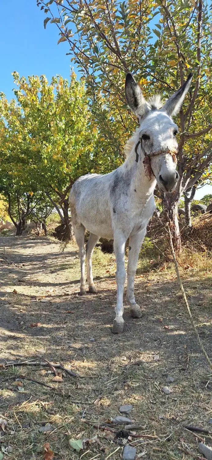 الاغ جوان|حیوانات مزرعه|خمین, |دیوار