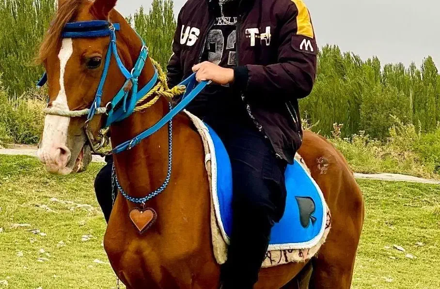 وسایل کامل اسب سواری|اسب و تجهیزات اسب‌سواری|خوی, |دیوار