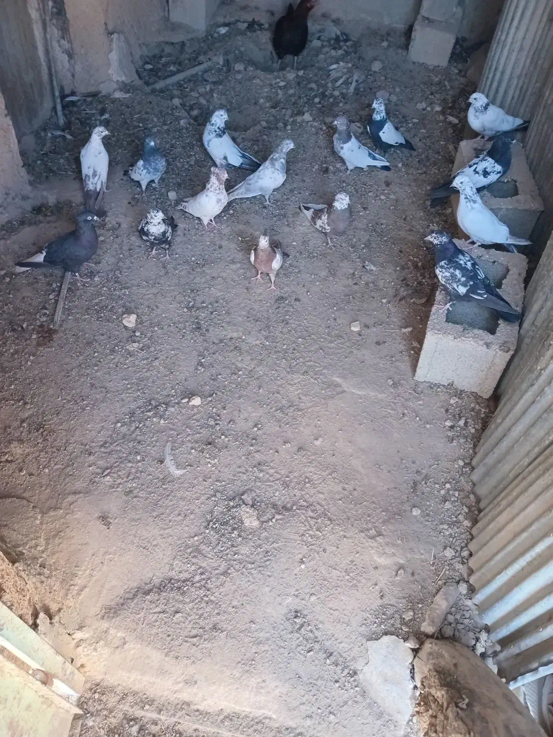 کبوتر فروش|پرنده|بیجار, |دیوار