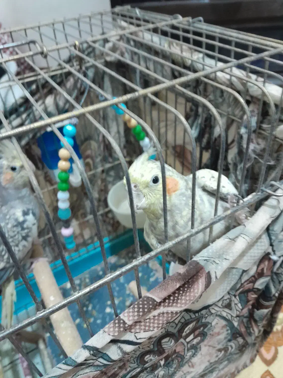 عروس هلندی و مرغ عشق|پرنده|قرچک, محمد آباد|دیوار