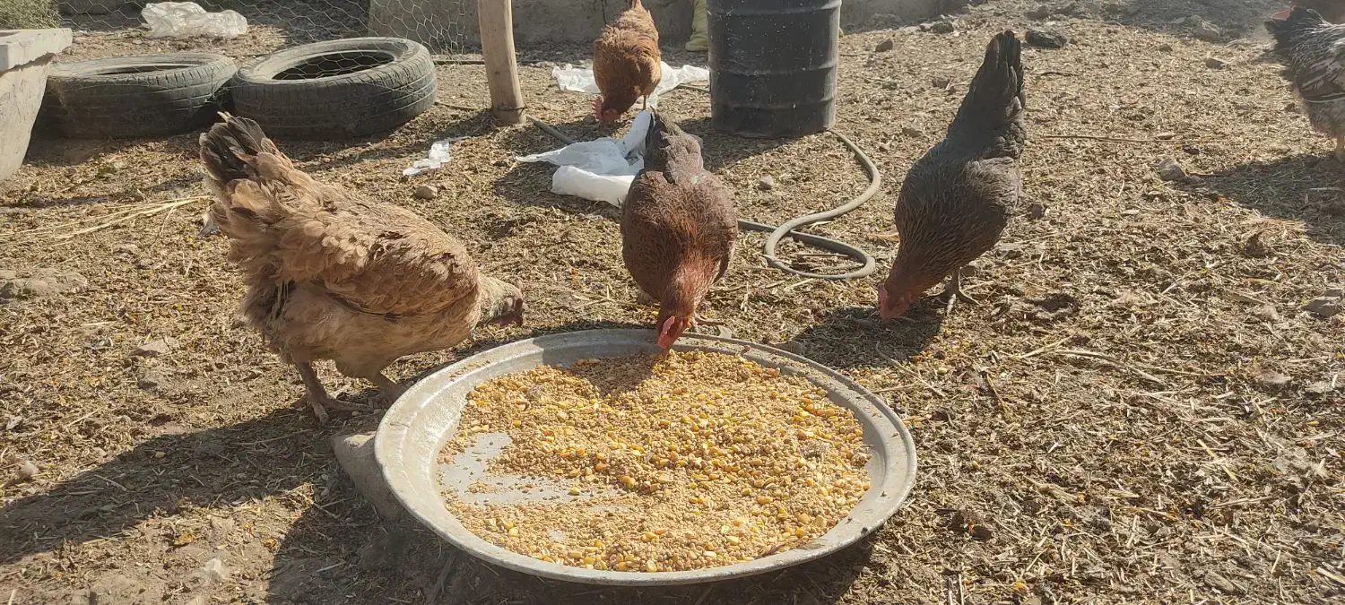 مرغ محلی|حیوانات مزرعه|محمدبار, |دیوار