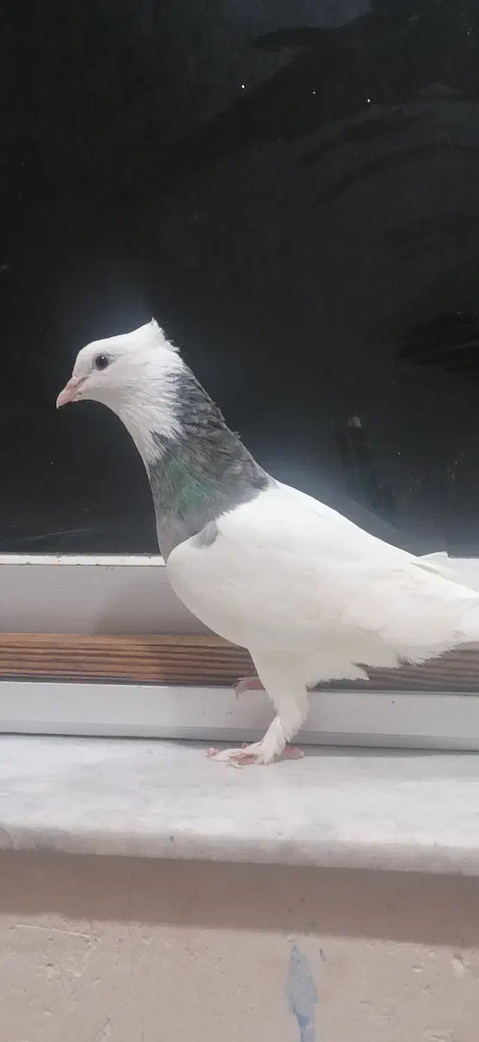 طوقی الماسی|پرنده|گنبد کاووس, |دیوار