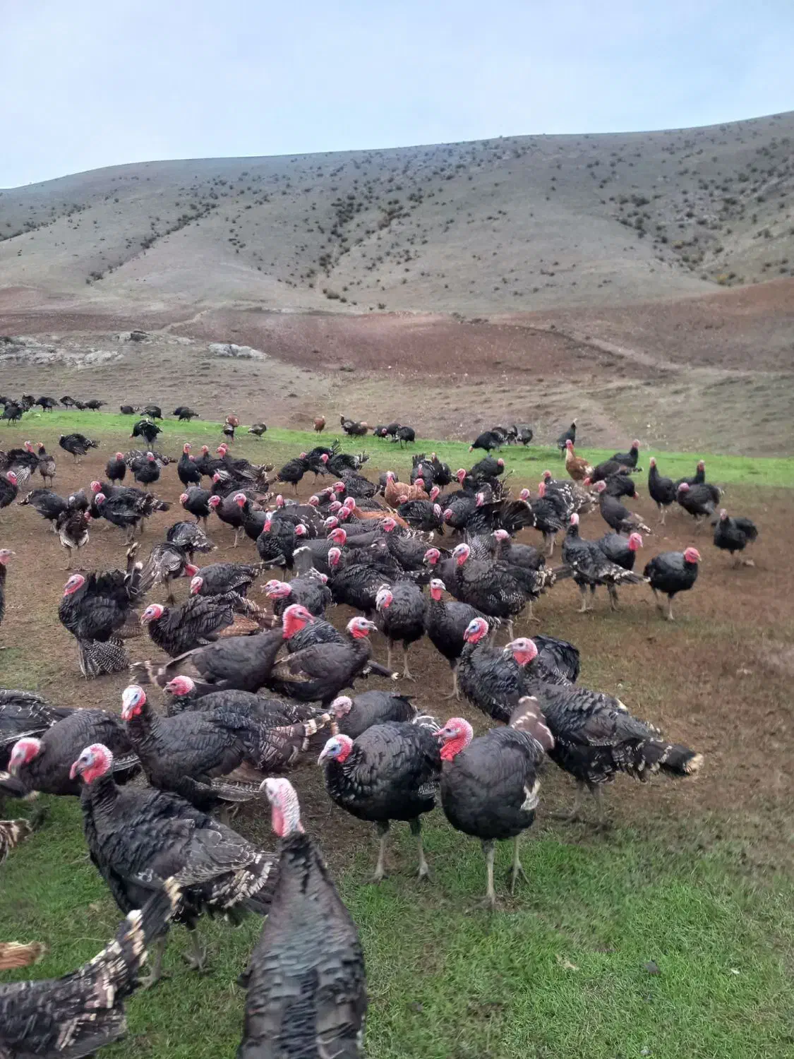 بوقلمون طبیعی|حیوانات مزرعه|انگوت, |دیوار