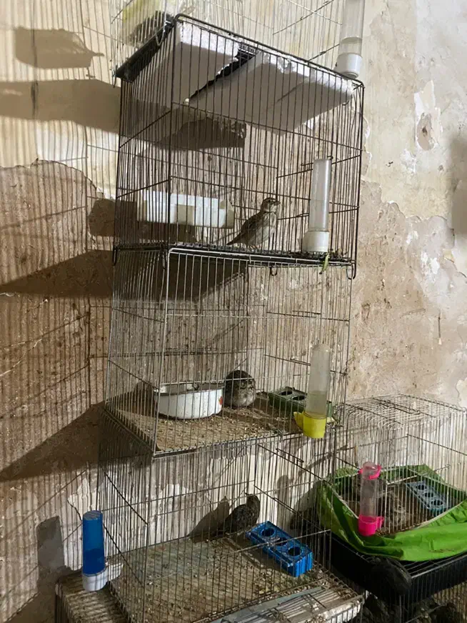 سعره خاکی|پرنده|اهواز, کیانپارس |دیوار