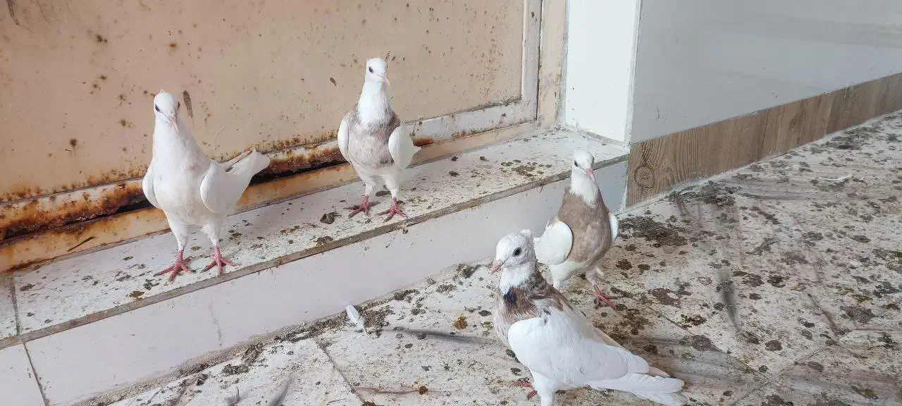 ۴ عدد طوقی|پرنده|شادگان, |دیوار