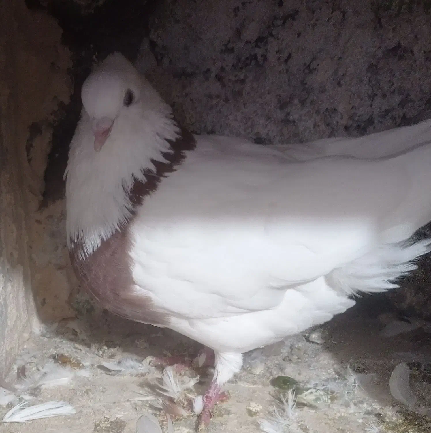 طوقی|پرنده|عجب شیر, |دیوار