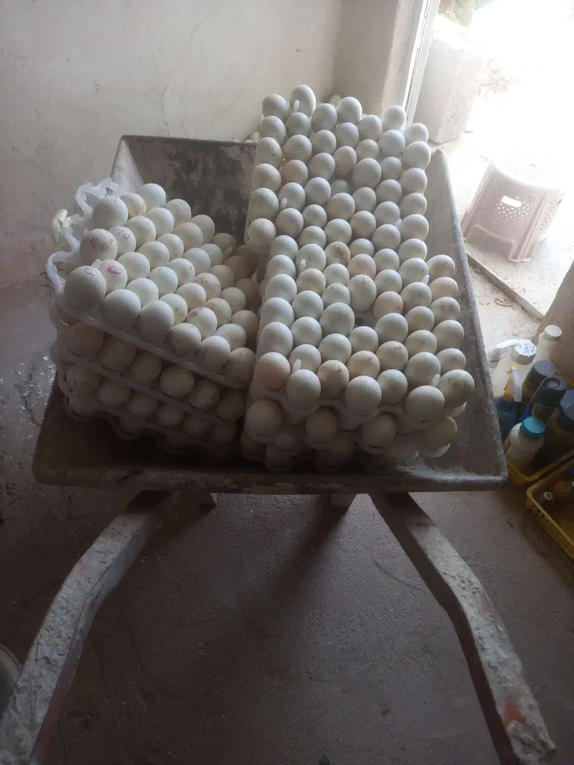 تخم بوقلمون برنز انگلیسی نطفه دار|حیوانات مزرعه|مشهد, طبرسی شمالی|دیوار