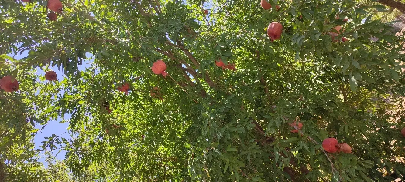 تصویر 14