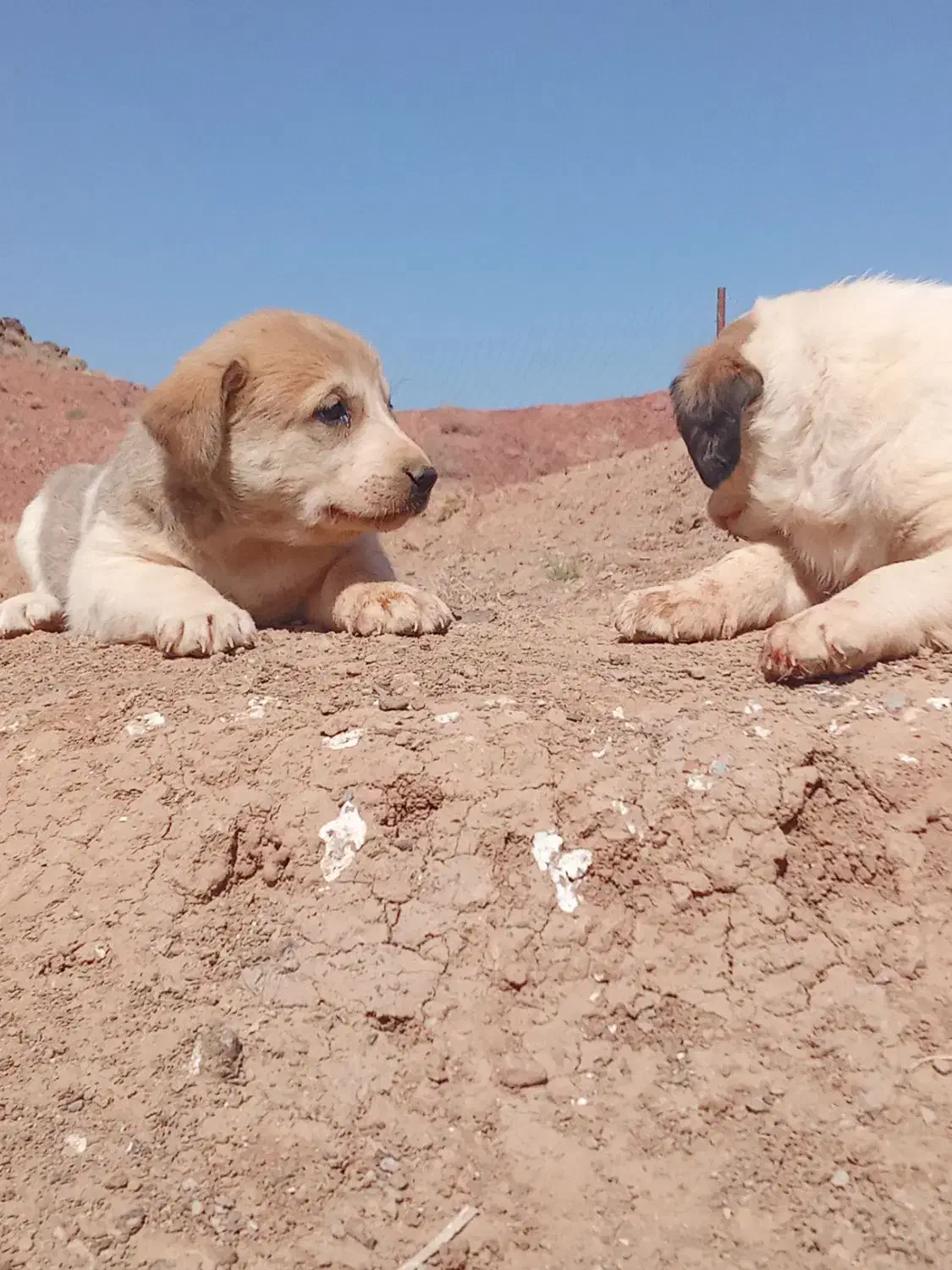 توله سگ افقان|سگ|بیرجند, |دیوار