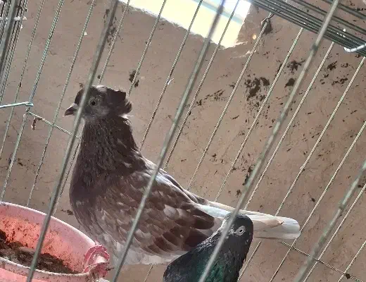 کفتر پرشی|پرنده|بندرعباس, |دیوار