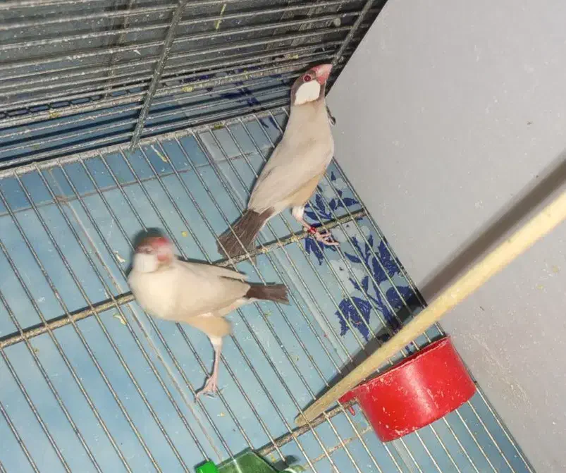 جفت فنچ شکلاتی مولد با ۲جوجه|پرنده|تهران, دروازه شمیران|دیوار