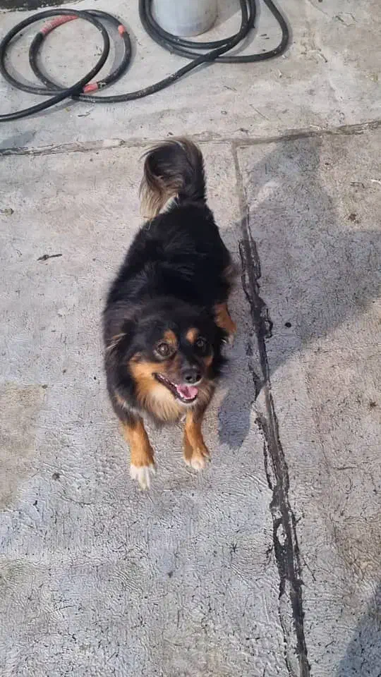 سگ پاکوتاه نر|سگ|خوی, |دیوار