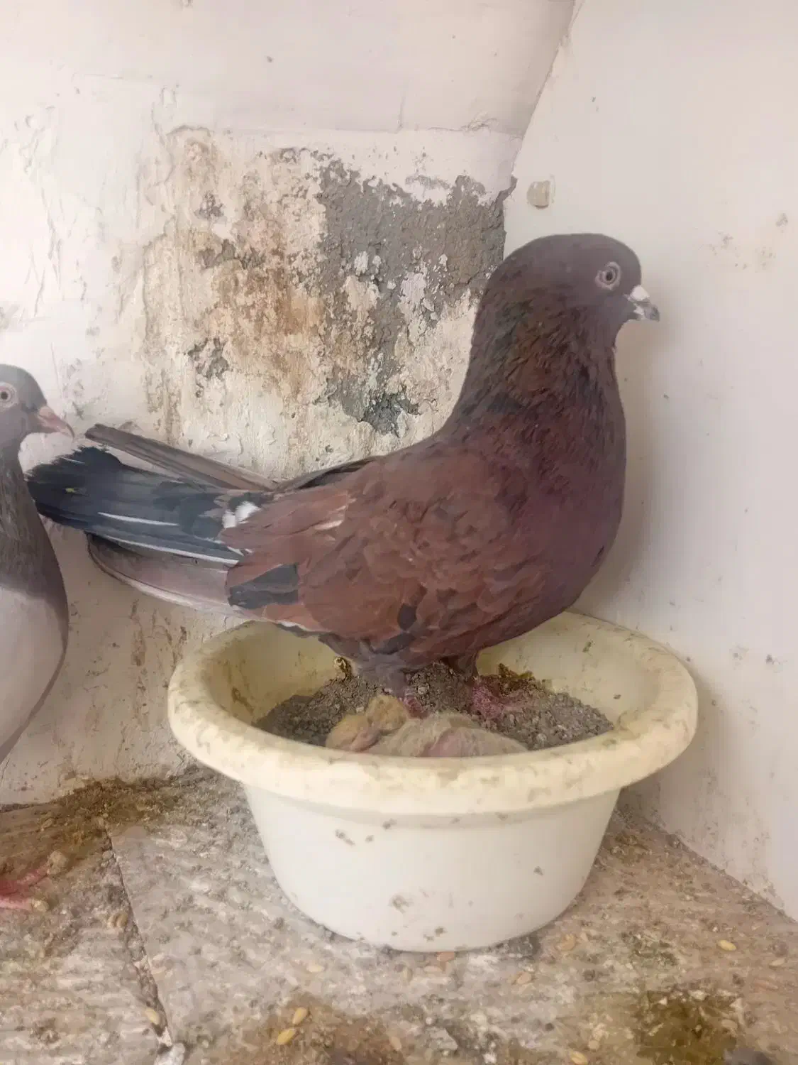 کفتره گرو|حیوانات|قم, شاه ابراهیم|دیوار