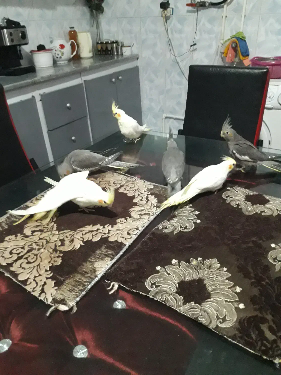 فروش عروس هلندی دو ماهه منصفانه|پرنده|میانه, |دیوار