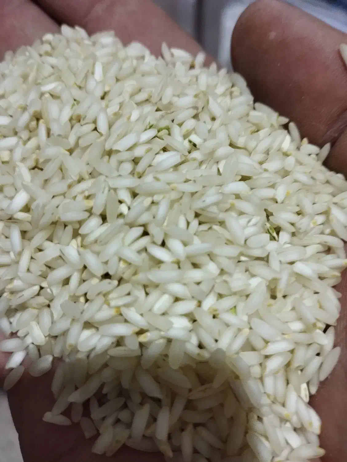 برنج و نیم دانه درشت عنبربو شوشتر|عمده‌فروشی|کارون, |دیوار