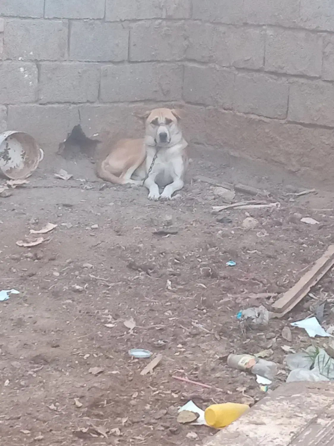 سگ نگهبان|سگ|فریمان, |دیوار