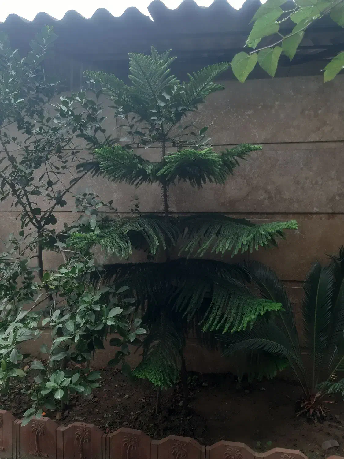 درخت مطبق ۲متری زیبا|گل و گیاه طبیعی|بابل, |دیوار