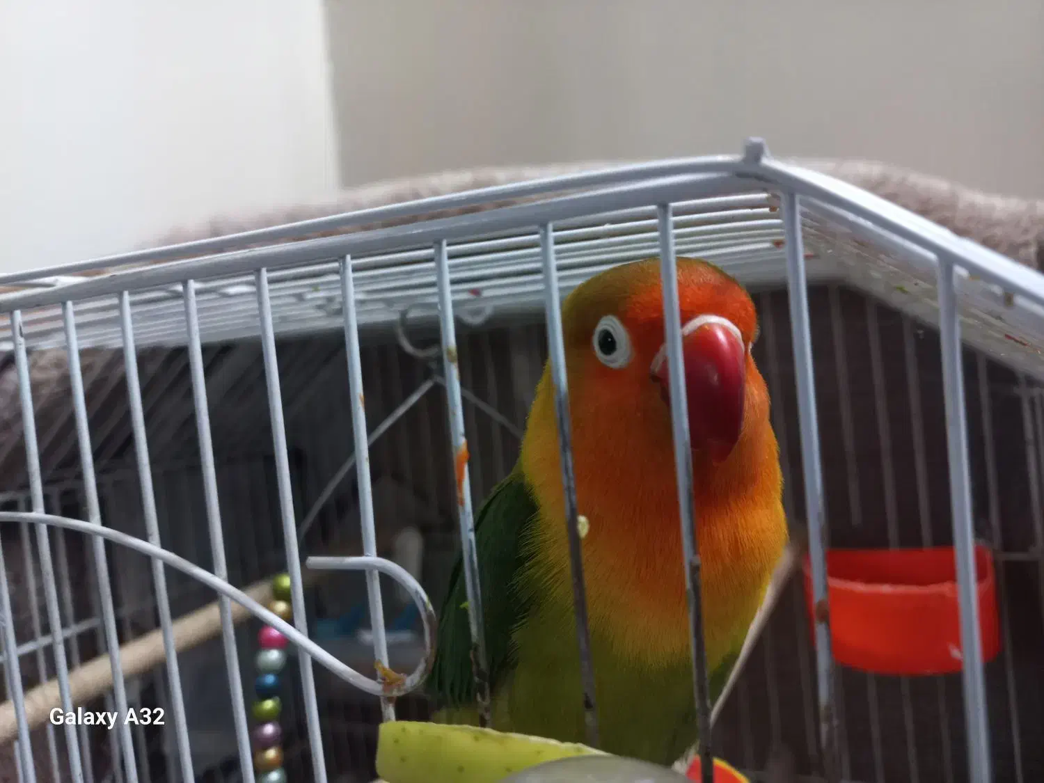 کوتوله ماده|پرنده|اصفهان, وحید|دیوار