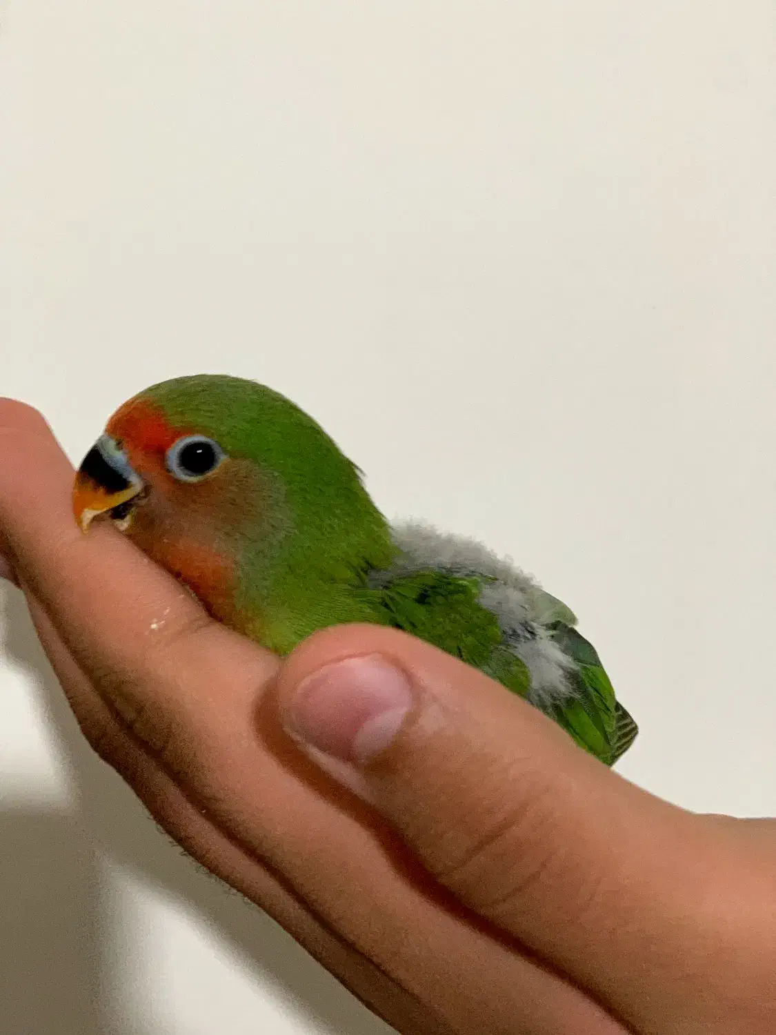 طوطی بریزیلی اوپال خاص|پرنده|سنندج, |دیوار