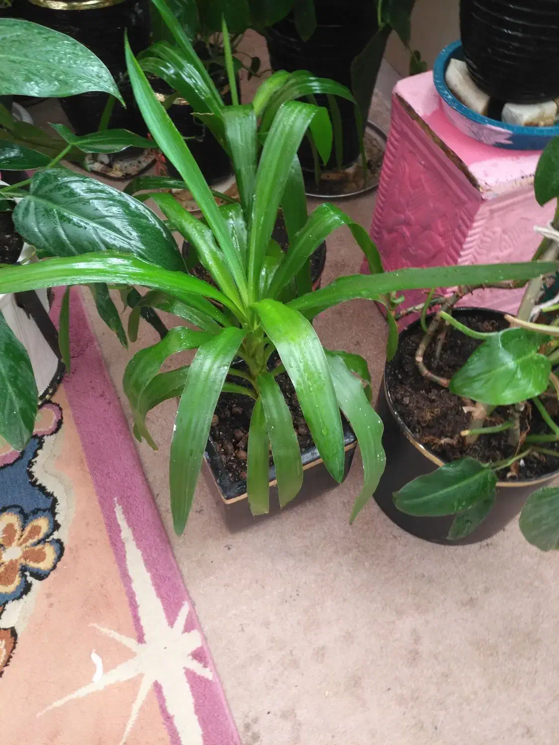 گل و گیاه طبیعی|گل و گیاه طبیعی|تهران, سلسبیل شمالی|دیوار