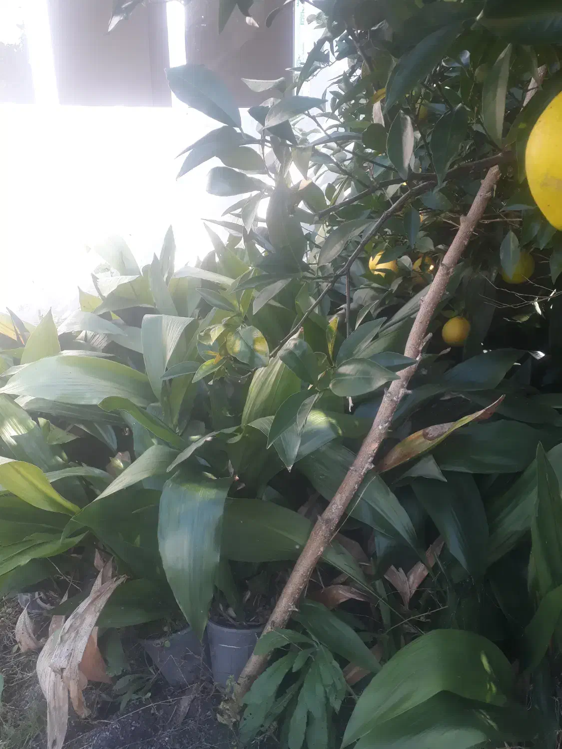 فروش تعدادی گلدان گل ابایی|گل و گیاه طبیعی|آمل, |دیوار