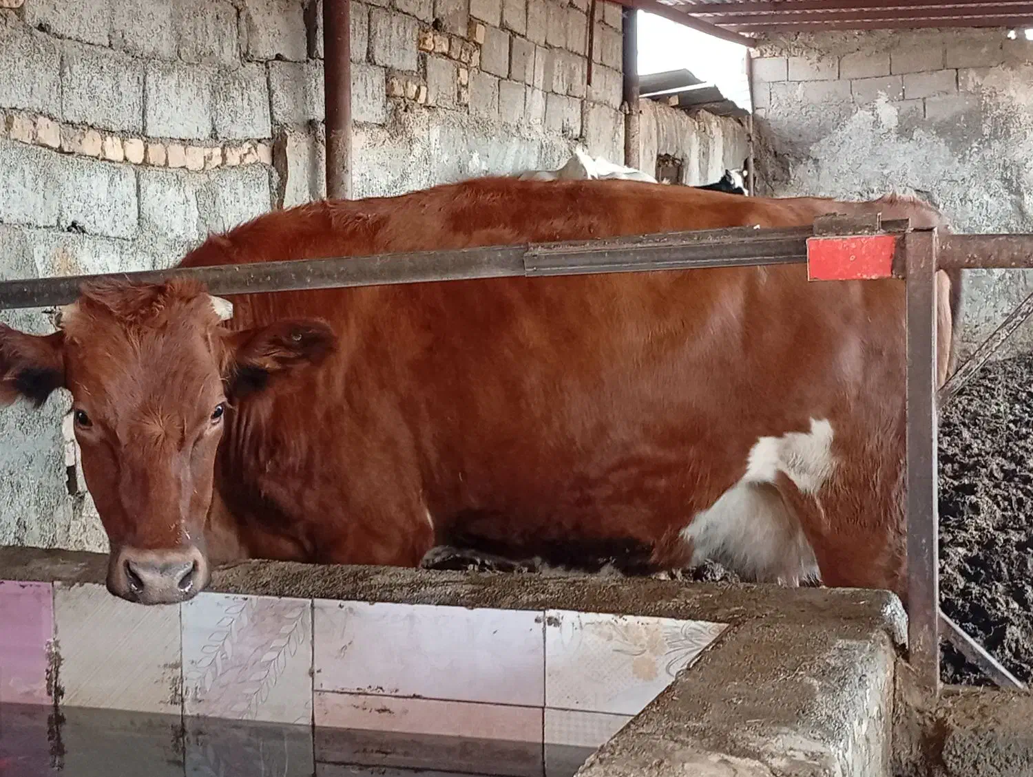 تلیسه زایده|حیوانات مزرعه|بجستان, |دیوار