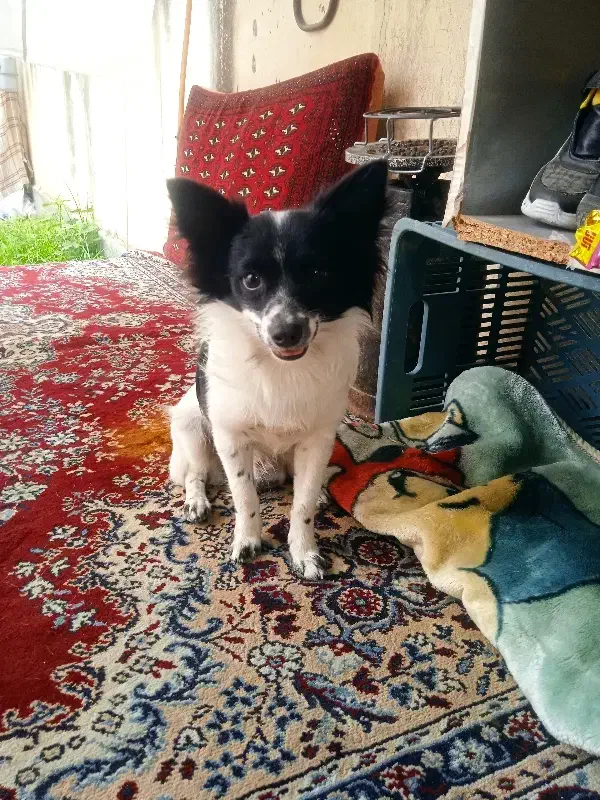 سگ پا کوتاه|سگ|نوکنده, |دیوار