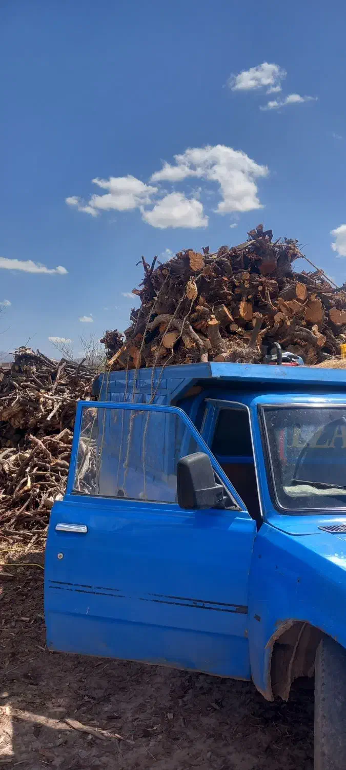 خرید وفروش انواع درخت و ریشه|خدمات باغبانی و درختکاری|میاندوآب, |دیوار