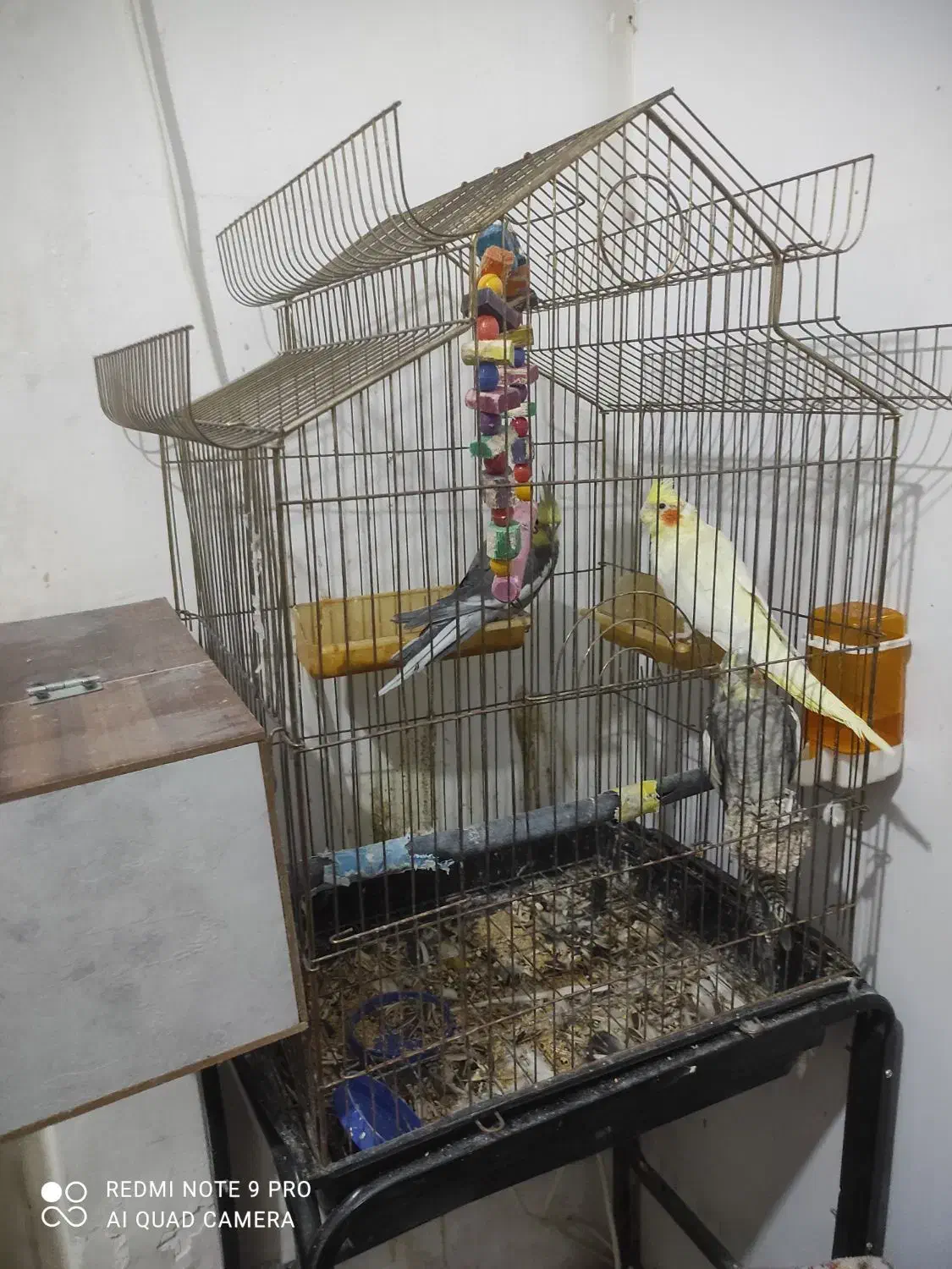 جفت عروس هلندی|پرنده|مشهد, امیر|دیوار