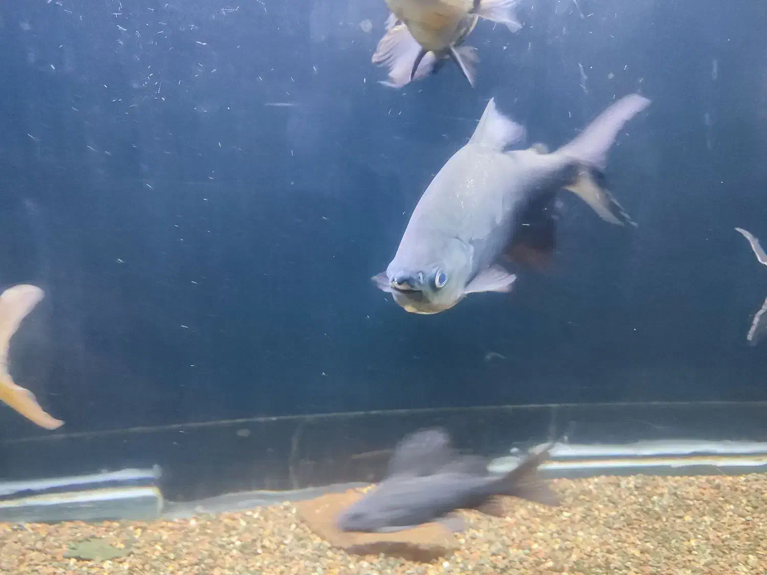 پنکوسی شکاری باله بلند.پیرانا پاکو|ماهی|تربت‌حیدریه, حسنی بالا|دیوار