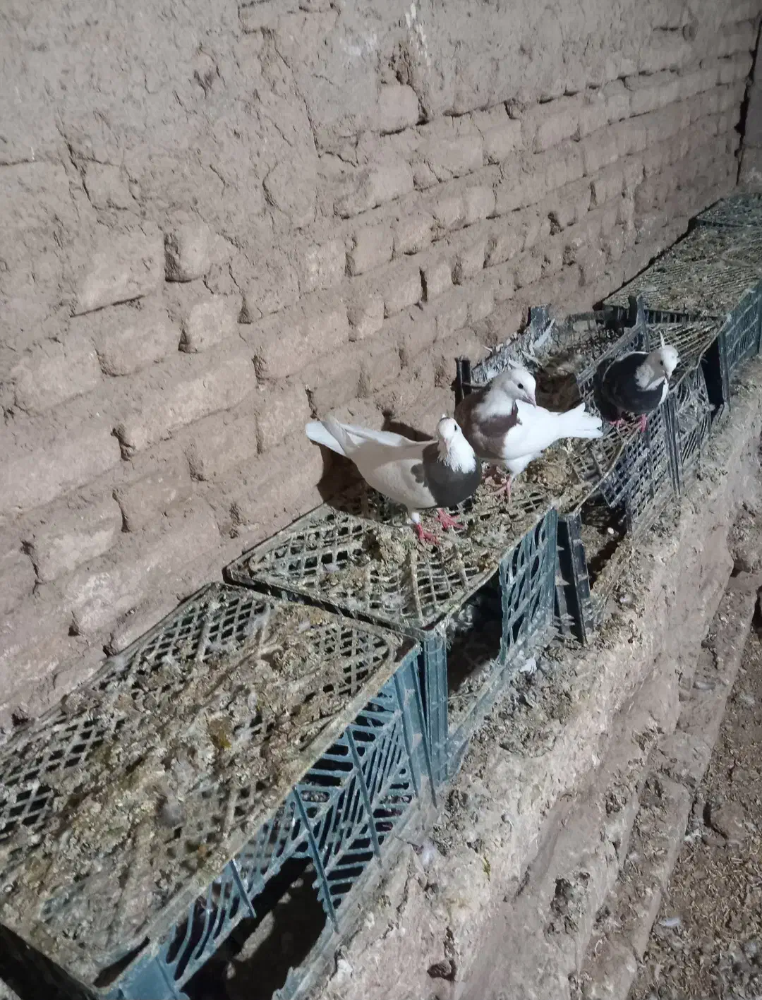 کبوتر‌طوقی|پرنده|کبودرآهنگ, |دیوار