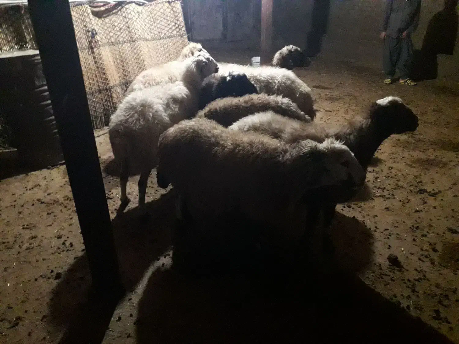 میش جوان|حیوانات مزرعه|سیلاخور, |دیوار