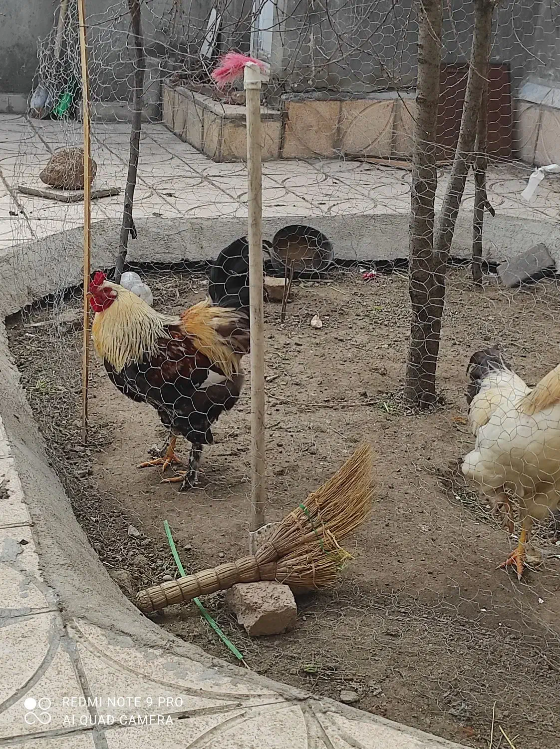 خروس برهما|حیوانات مزرعه|مشگین شهر, |دیوار