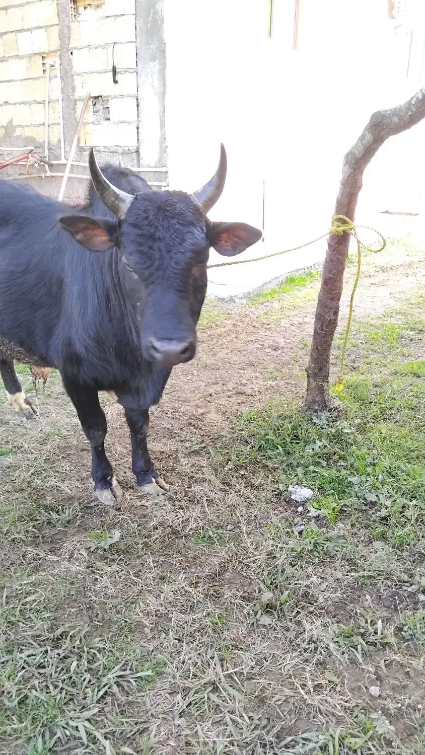 ورزاچالوسی|حیوانات مزرعه|سنگر, |دیوار