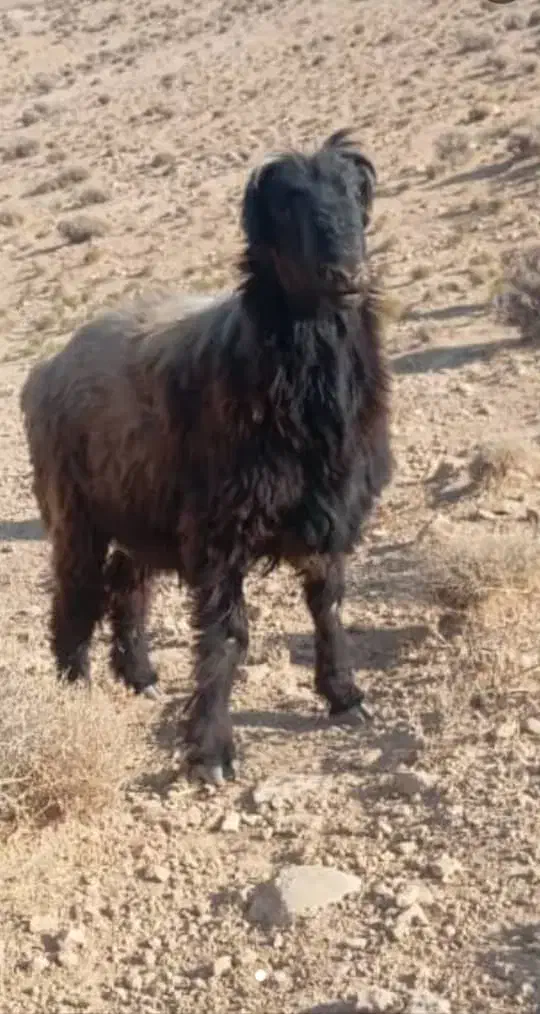 قوچ ترکی معاوضه|حیوانات مزرعه|یزد, |دیوار