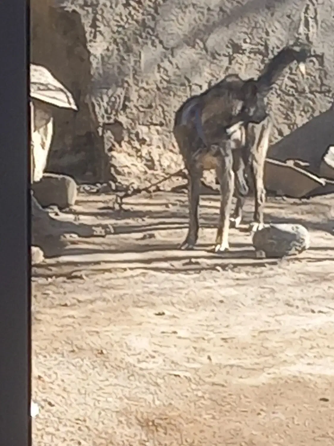 سگ نگهبان نر|سگ|ورزقان, |دیوار