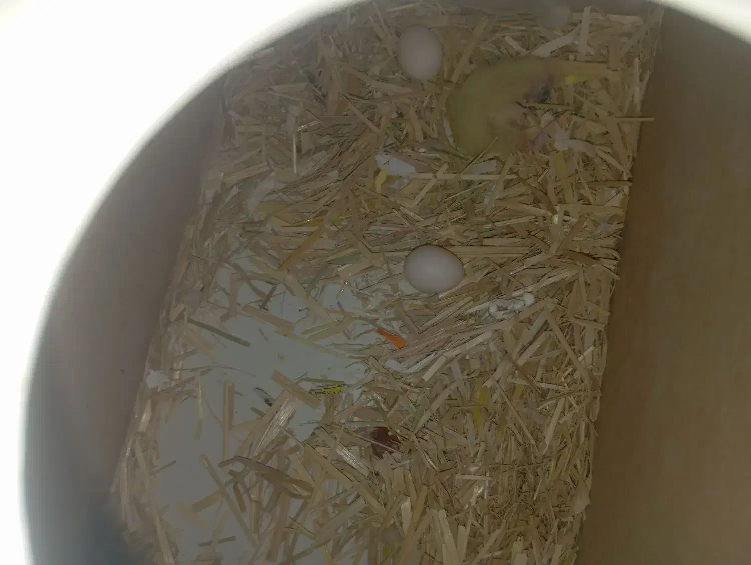 فروش جفت عروس هلندی|پرنده|بومهن, |دیوار